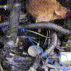 🚗 Ultimate 200 ml Car Rat Repellent Spray — Protect Your Engine & Wiring